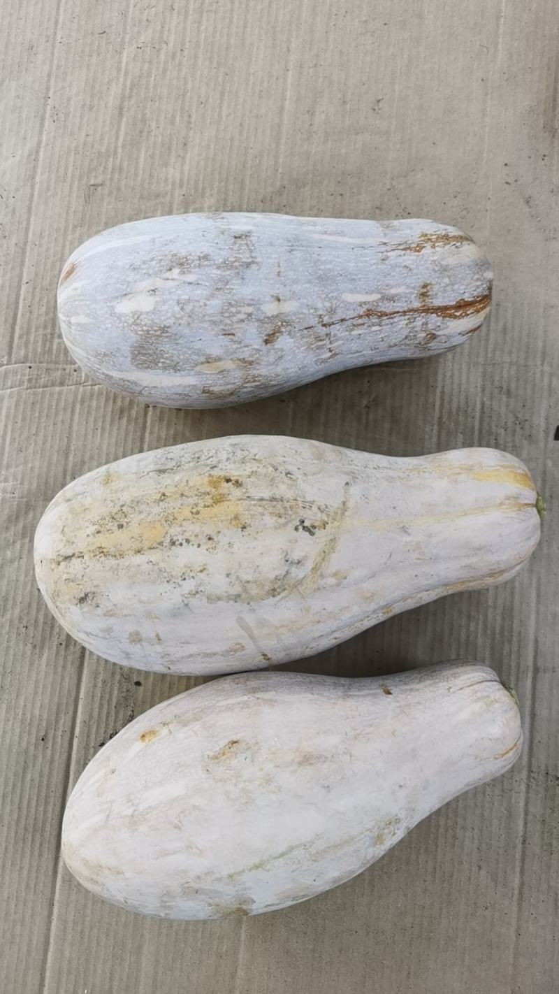 精品蜜本南瓜