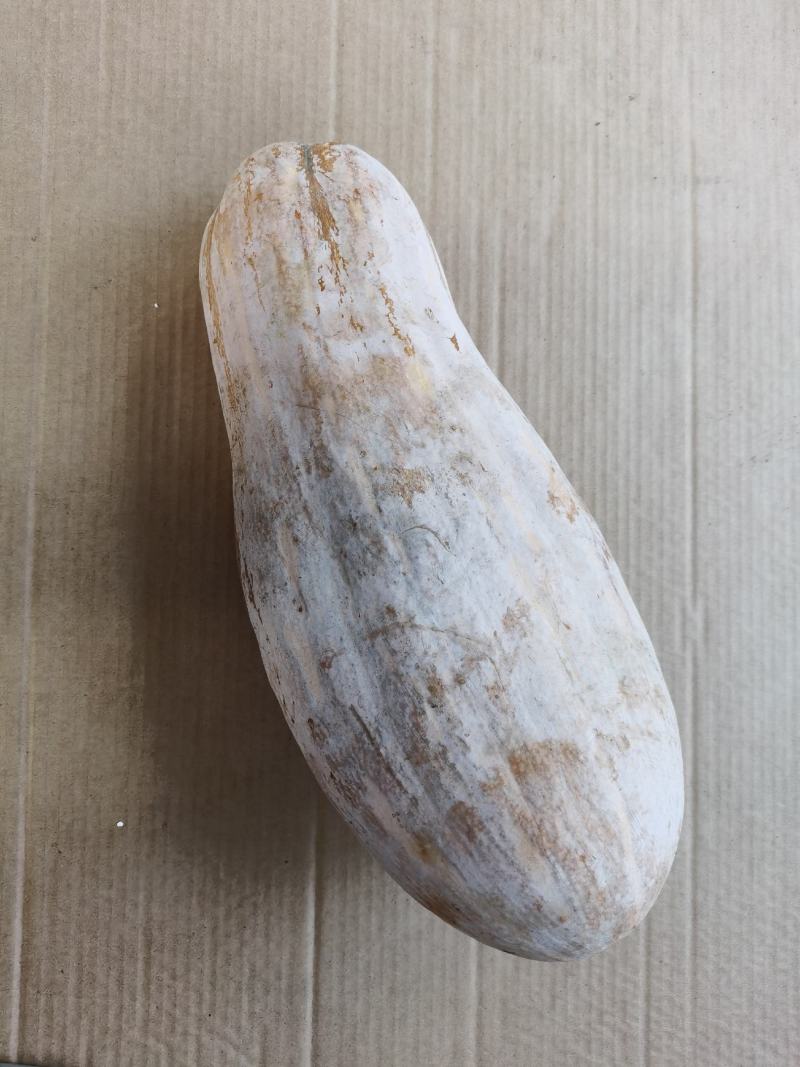 精品蜜本南瓜