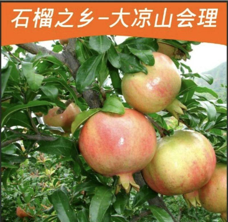 石榴会理石榴产区直发实力代办发货全国