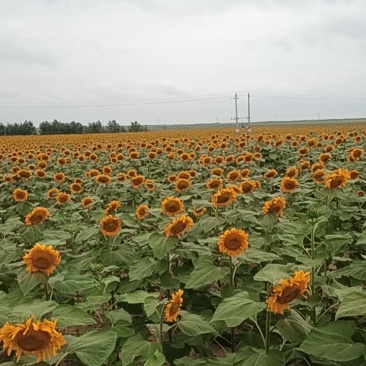 363食葵花