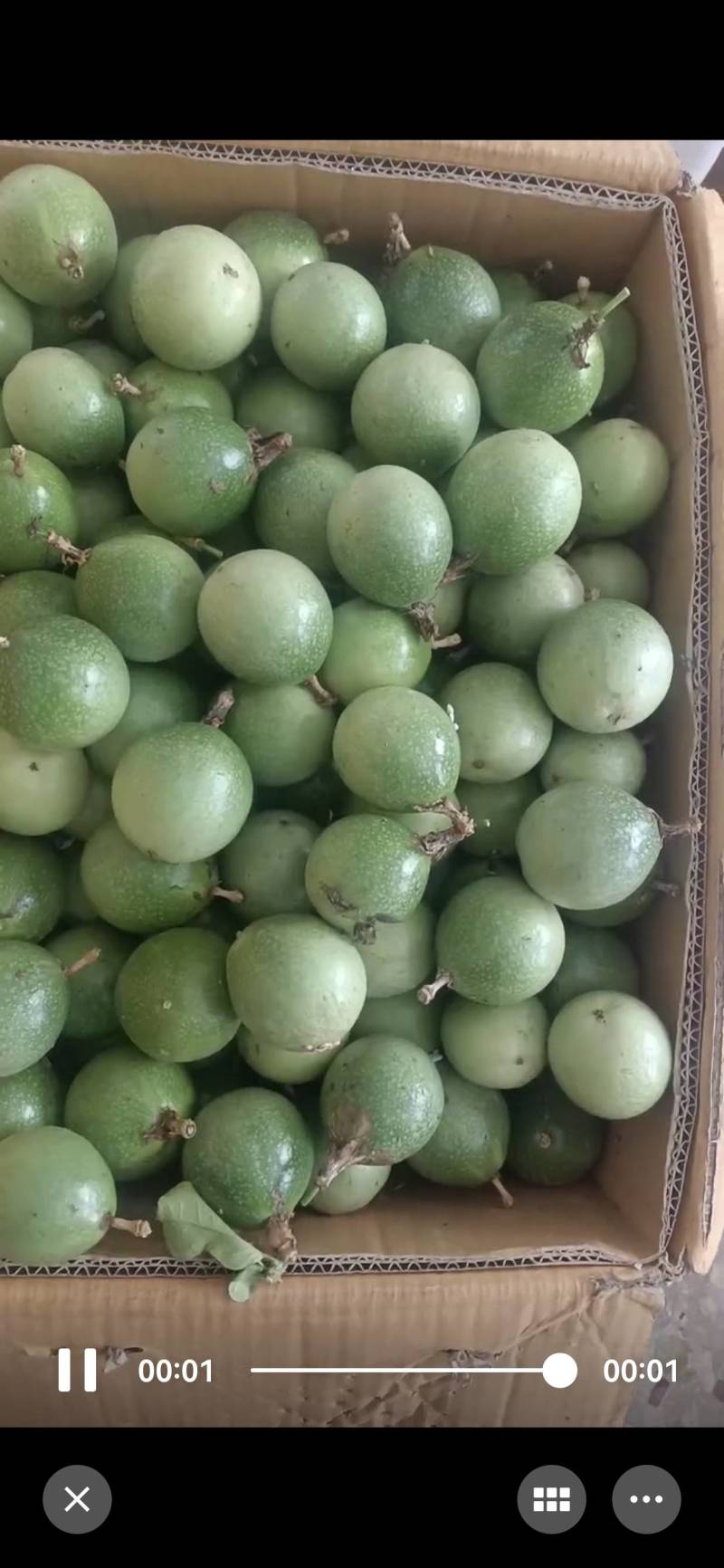 钦密9号百香果广西