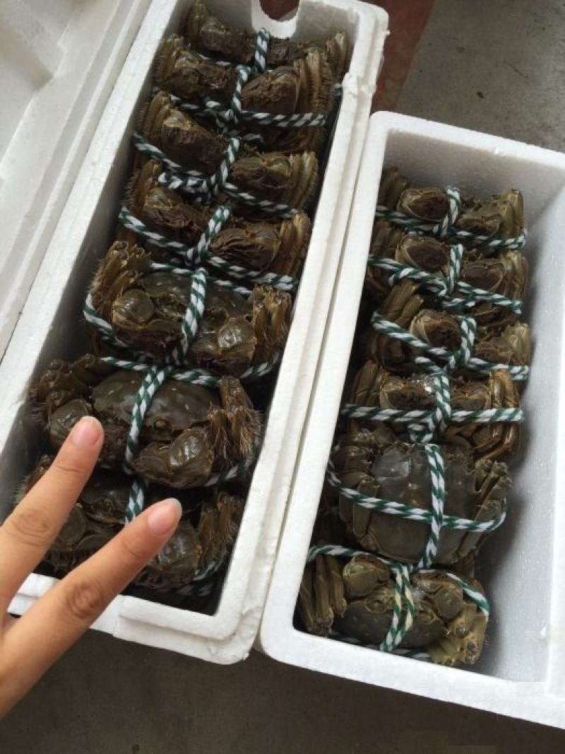 大闸蟹江苏省固大闸蟹直供全国酒店超市电商