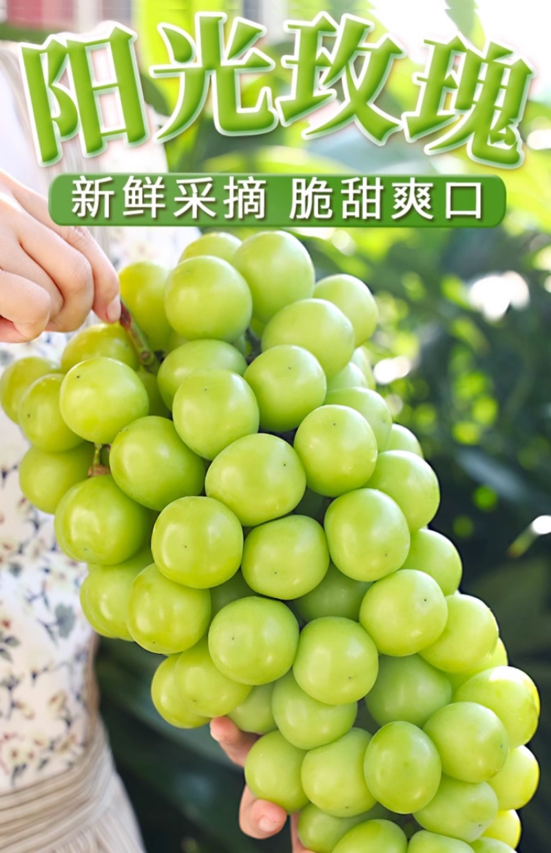 阳光玫瑰葡萄现货速发3/4斤香印青提礼盒整箱晴王品种