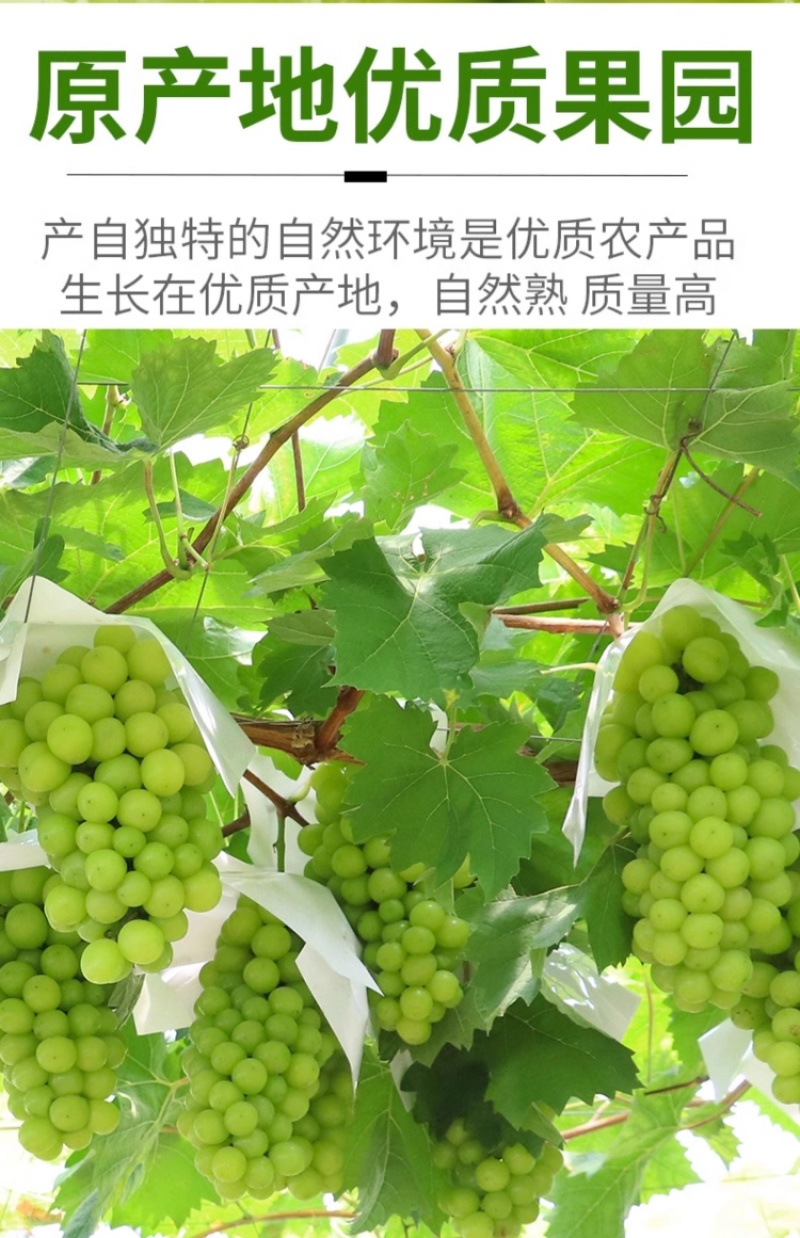阳光玫瑰葡萄现货速发3/4斤香印青提礼盒整箱晴王品种