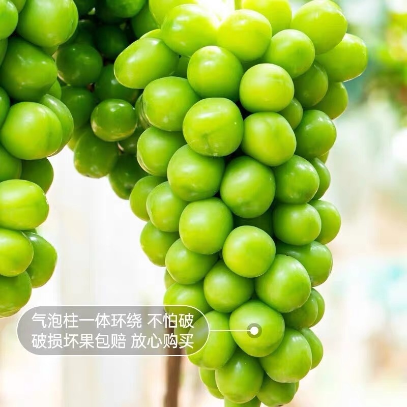 阳光玫瑰葡萄现货速发3/4斤香印青提礼盒整箱晴王品种