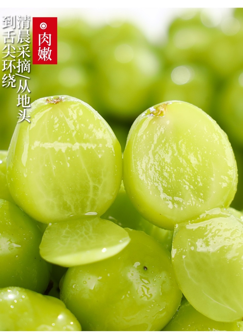 阳光玫瑰葡萄现货速发3/4斤香印青提礼盒整箱晴王品种