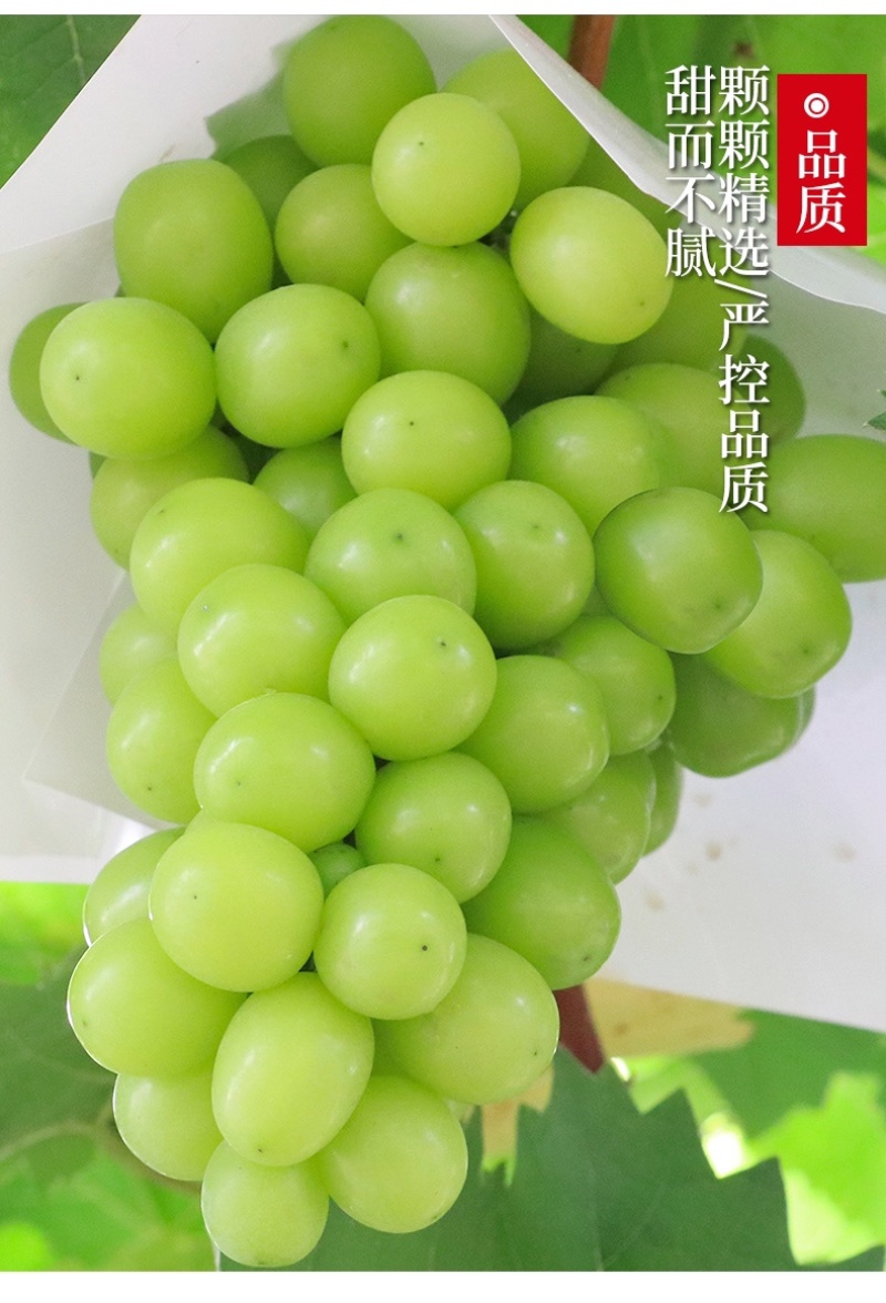 阳光玫瑰葡萄现货速发3/4斤香印青提礼盒整箱晴王品种