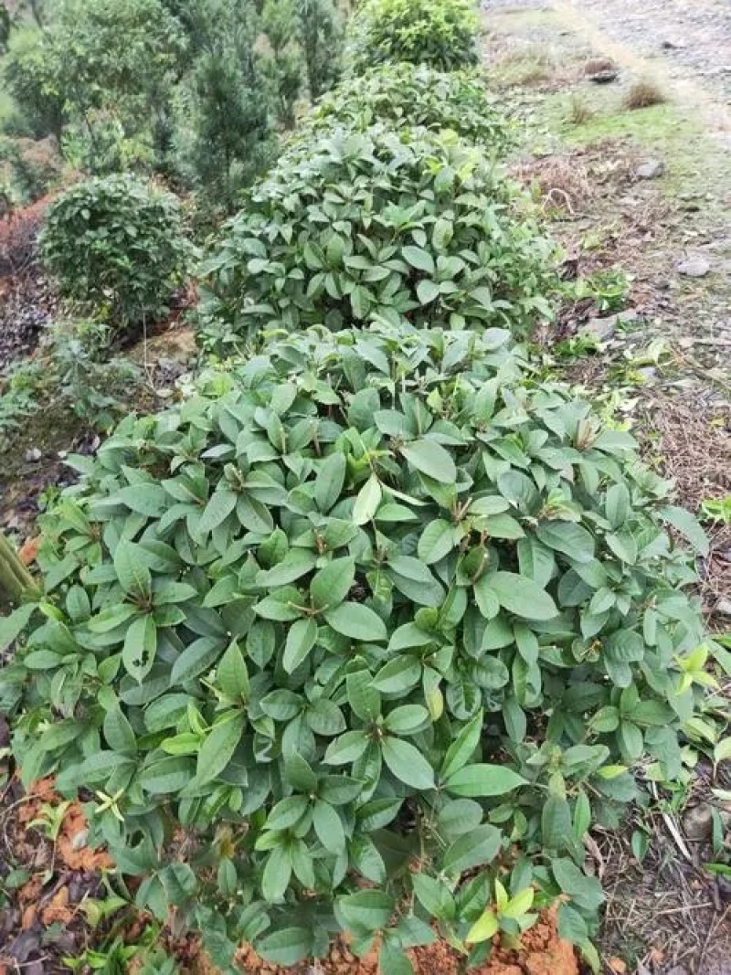 四季桂花，批发四季桂苗圃供应，园林绿化景观植物，量大优惠