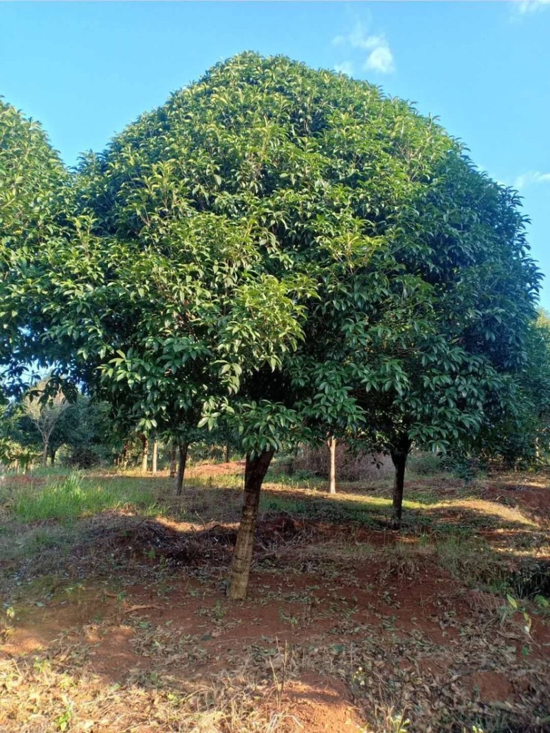 四季桂花，批发四季桂苗圃供应，园林绿化景观植物，量大优惠