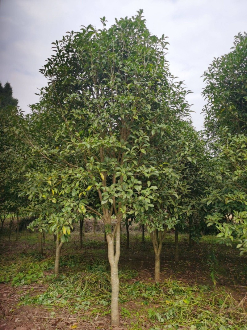 四季桂花，批发四季桂苗圃供应，园林绿化景观植物，量大优惠