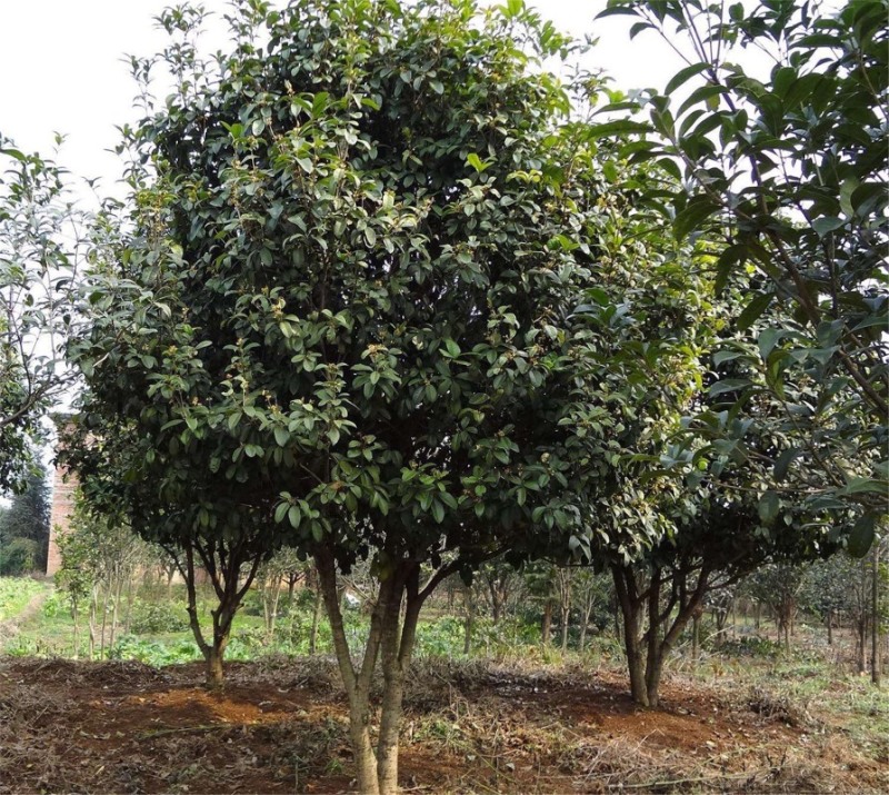 四季桂花，批发四季桂苗圃供应，园林绿化景观植物，量大优惠