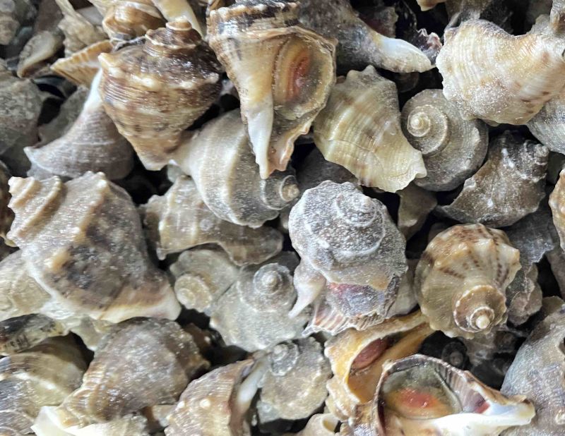 海螺冷冻小海螺牙签螺产地直发捞汁小海鲜专用小海螺