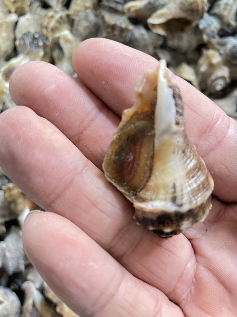 海螺冷冻小海螺牙签螺产地直发捞汁小海鲜专用小海螺