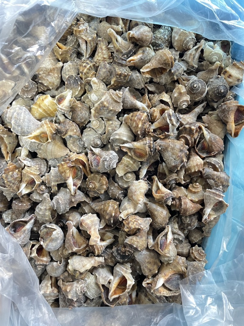 海螺冷冻小海螺牙签螺产地直发捞汁小海鲜专用小海螺