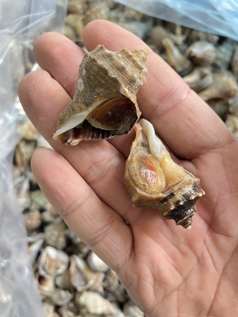 海螺冷冻小海螺牙签螺产地直发捞汁小海鲜专用小海螺