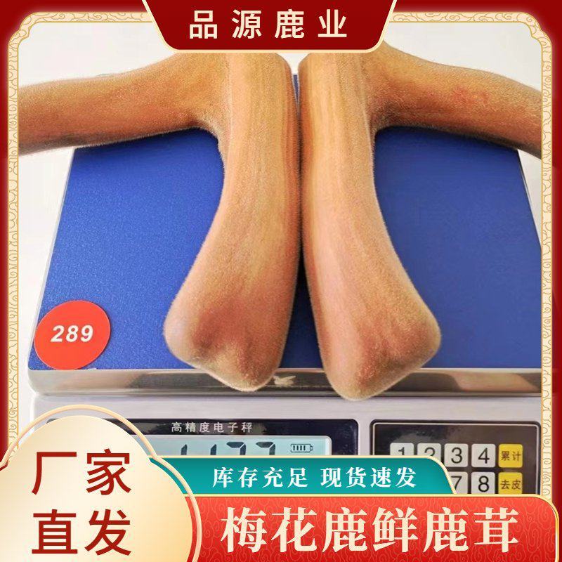 梅花鹿鲜鹿茸头茬二杠鹿茸100克到800克之间客服