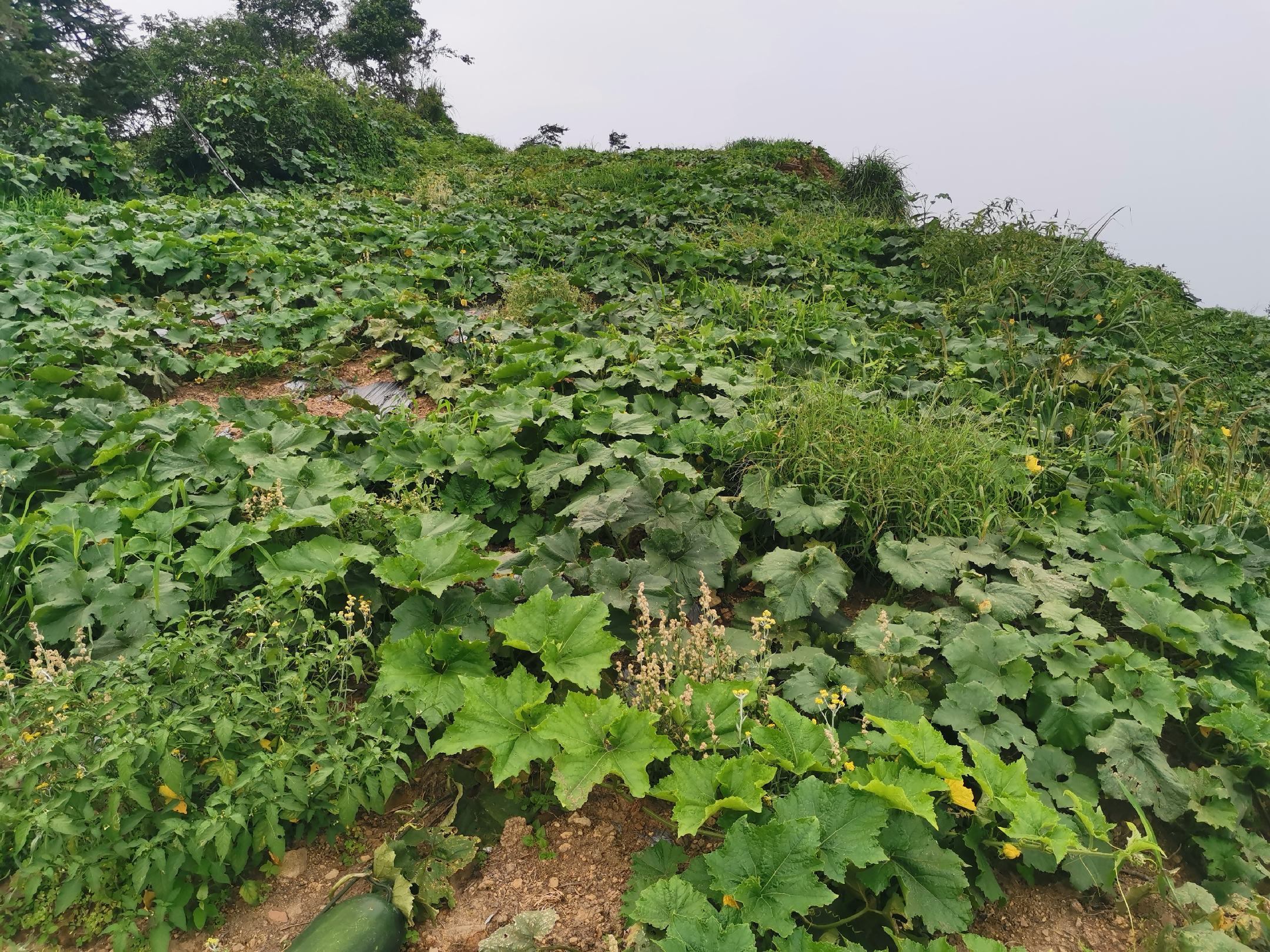 黑玛卡植物生长环境