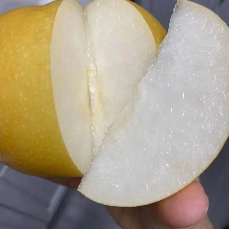 山东优质丰水梨，秋月梨大量上市，个大，含糖量高，肉质细腻