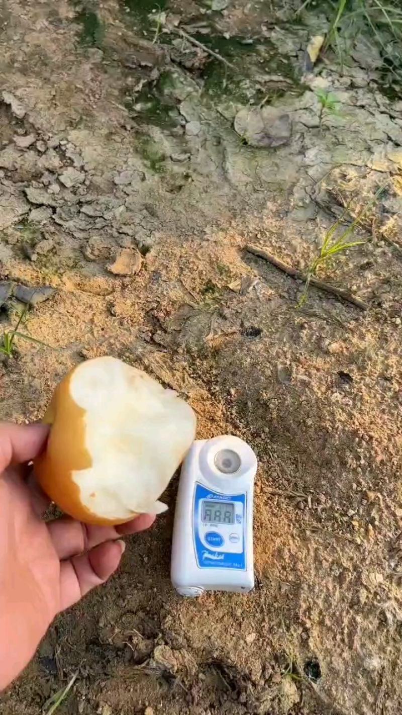 山东优质丰水梨，秋月梨大量上市，个大，含糖量高，肉质细腻