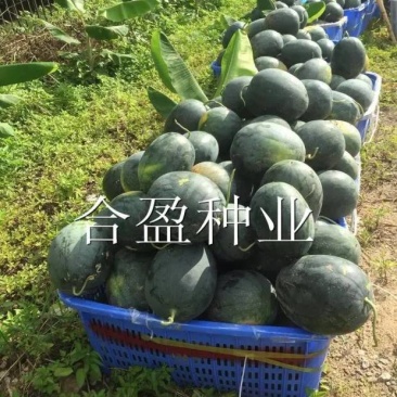 本地贵妃红肉西瓜