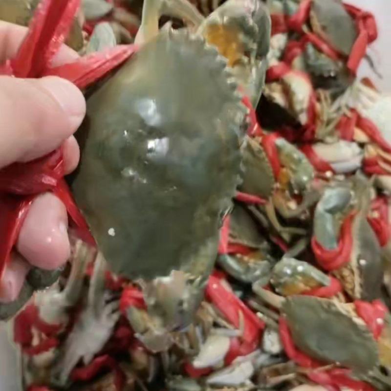 福建漳州本地蟹。自产自销，肥度好，活力好，口感甘甜清香。