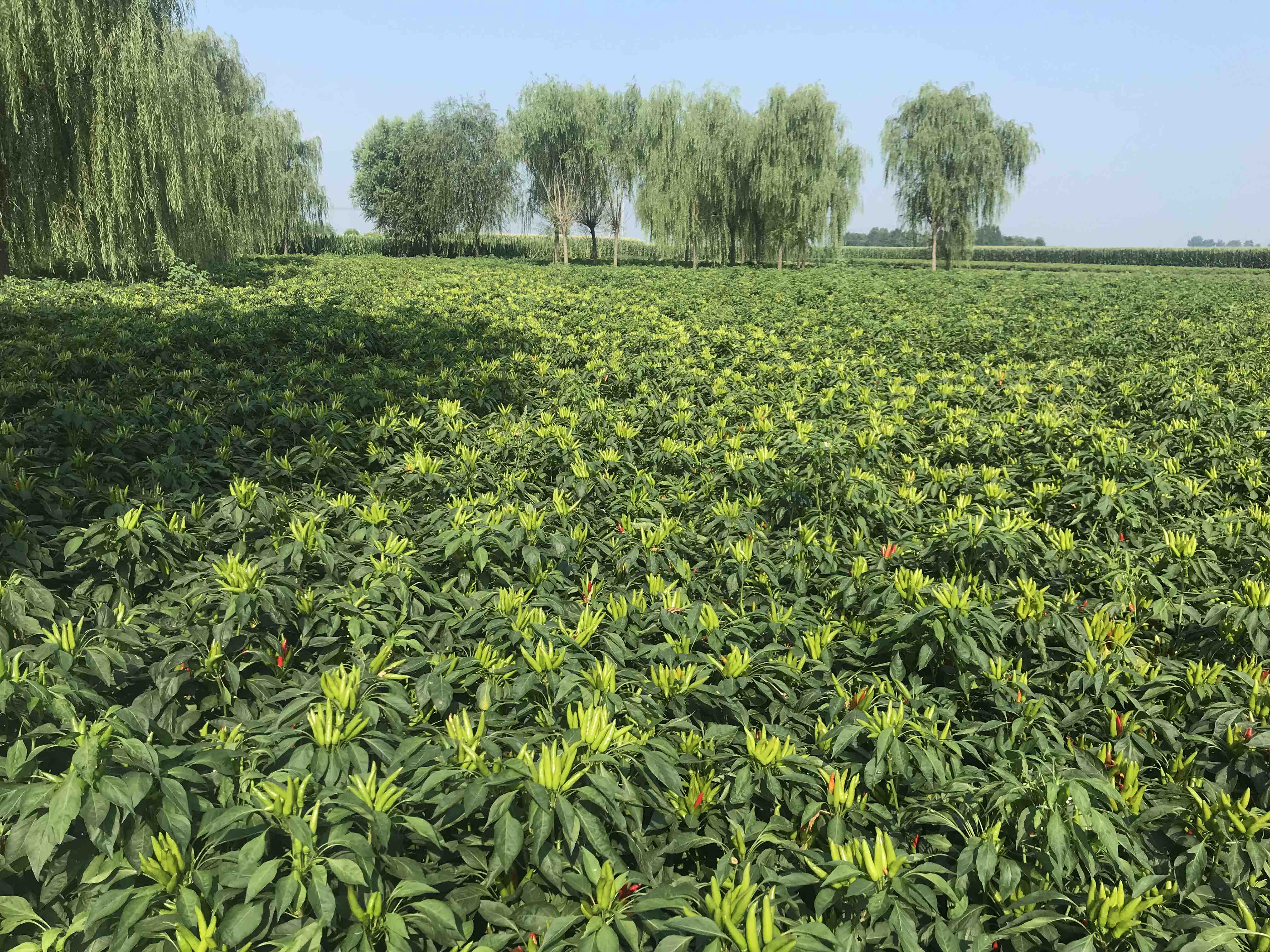 三樱椒田间病虫害防治现场