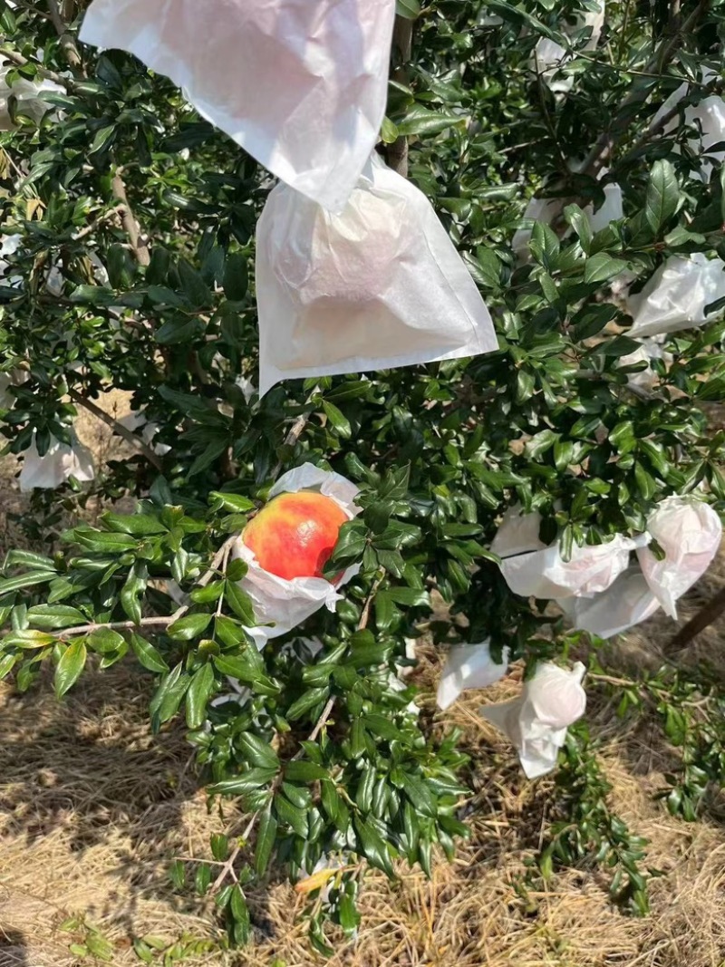 四川突尼斯软籽石榴一手货源产地直发可视频看货
