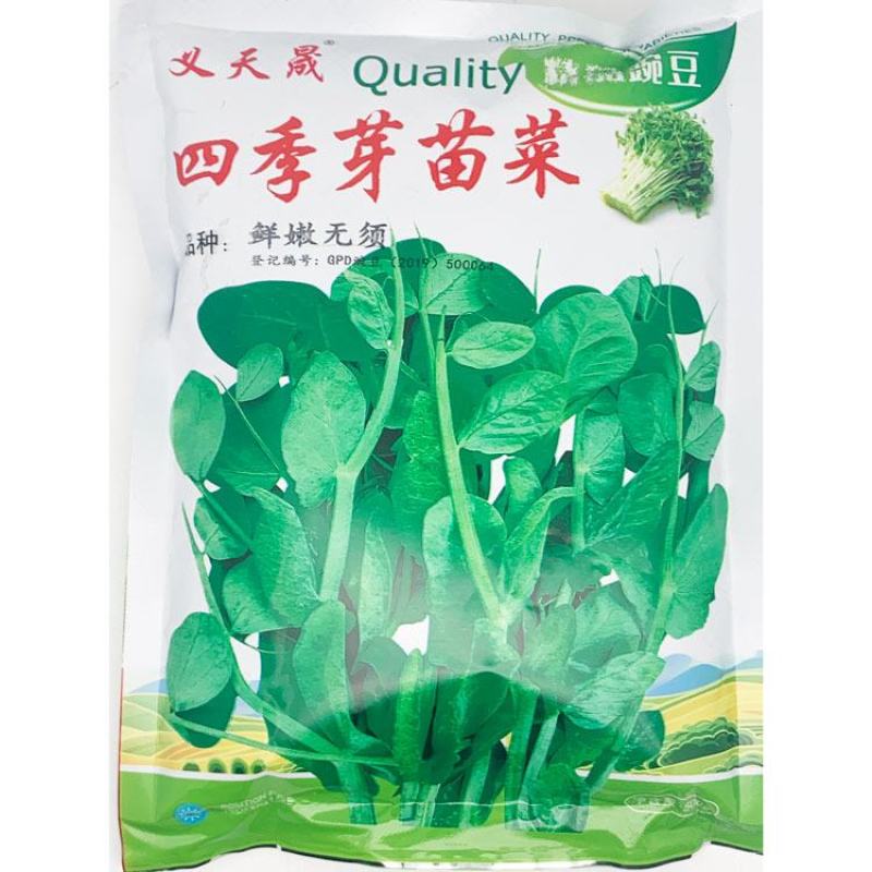 黑芽豌豆苗种子抗病耐寒豌豆尖种鲜嫩无须芽苗菜种子500克