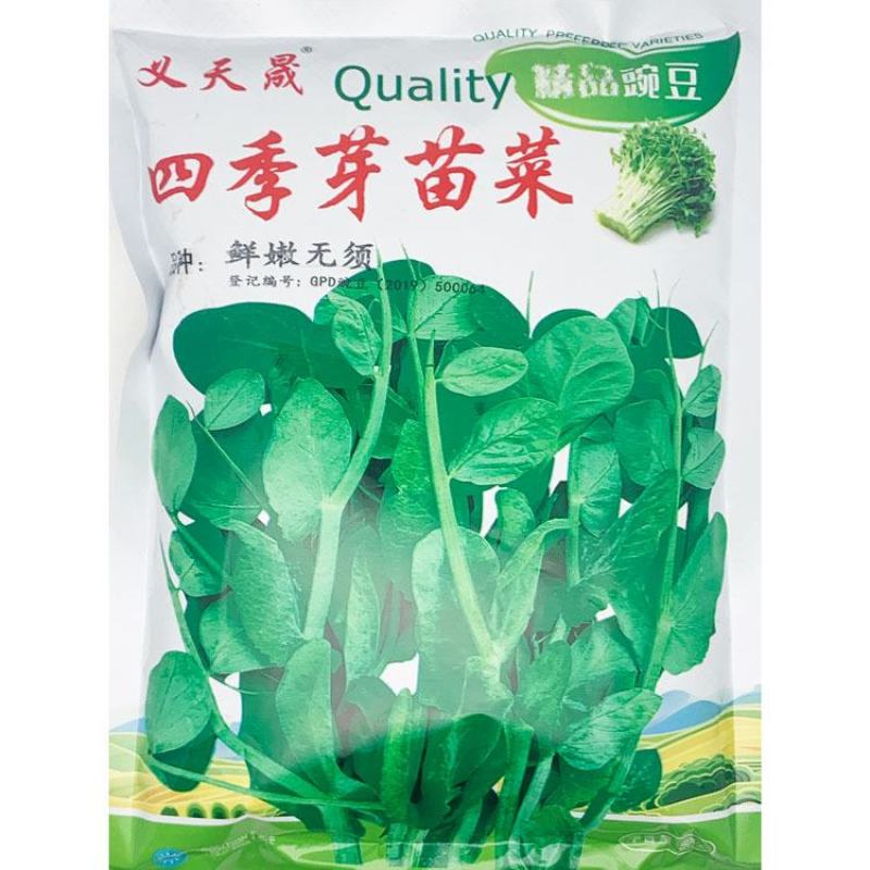 黑芽豌豆苗种子抗病耐寒豌豆尖种鲜嫩无须芽苗菜种子500克