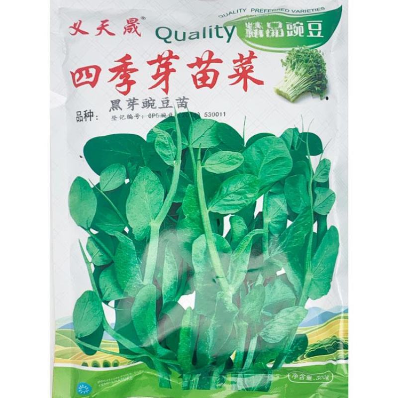 黑芽豌豆苗种子抗病耐寒豌豆尖种鲜嫩无须芽苗菜种子500克