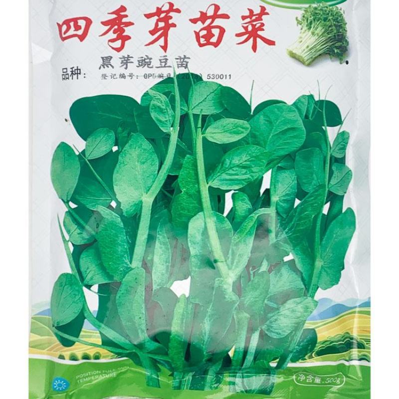 黑芽豌豆苗种子抗病耐寒豌豆尖种鲜嫩无须芽苗菜种子500克