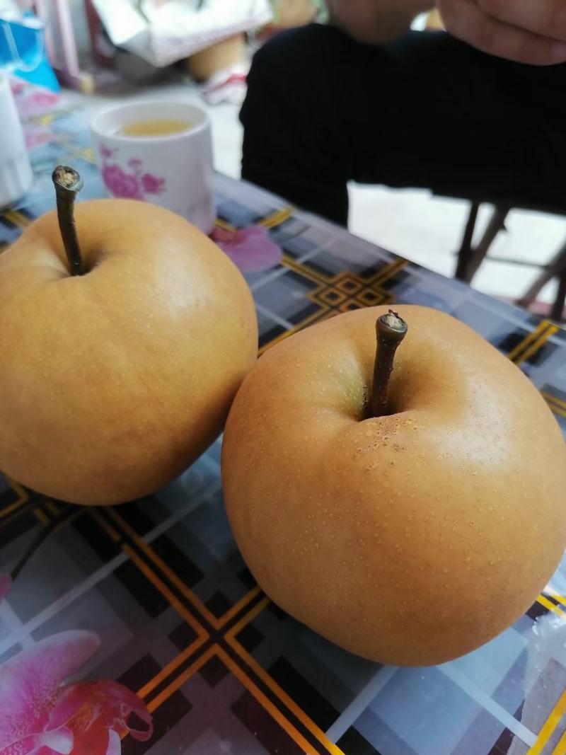 秋月梨脆甜多汁的秋月梨大量上市了货源充足价格美丽