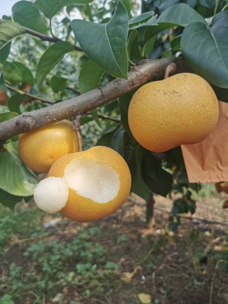 秋月梨脆甜多汁的秋月梨大量上市了货源充足价格美丽
