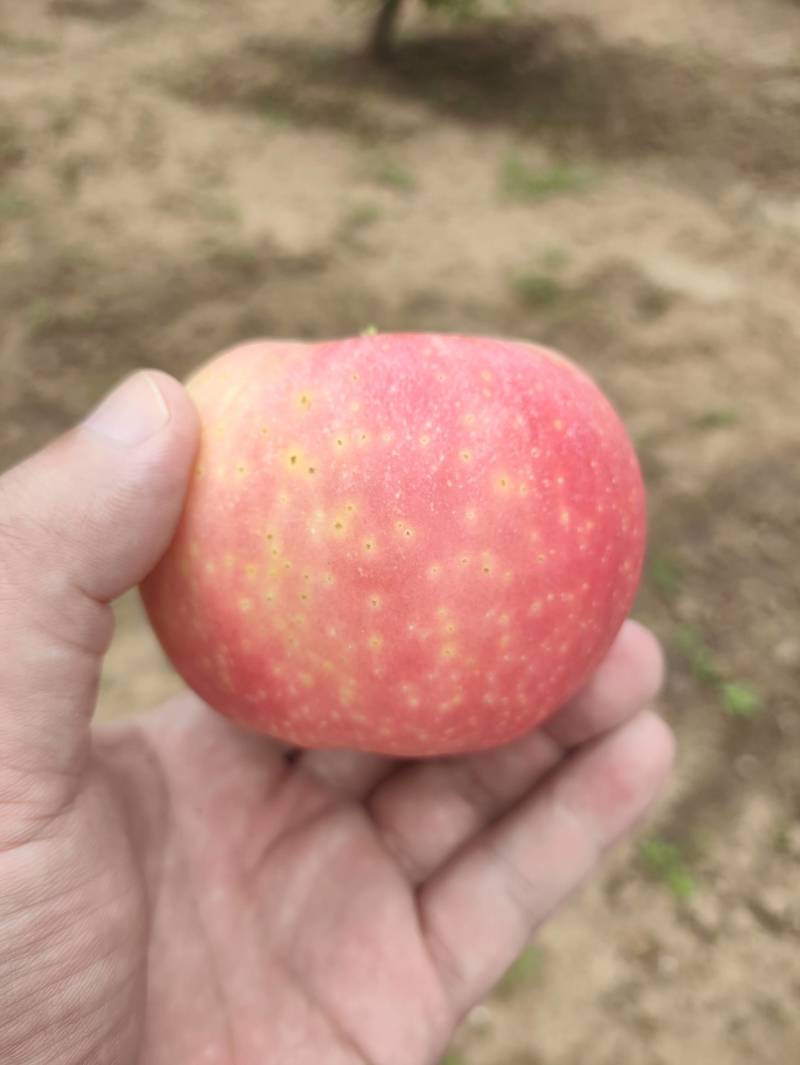山西晋中太谷红黄嘎啦.70起通货.8月上市
