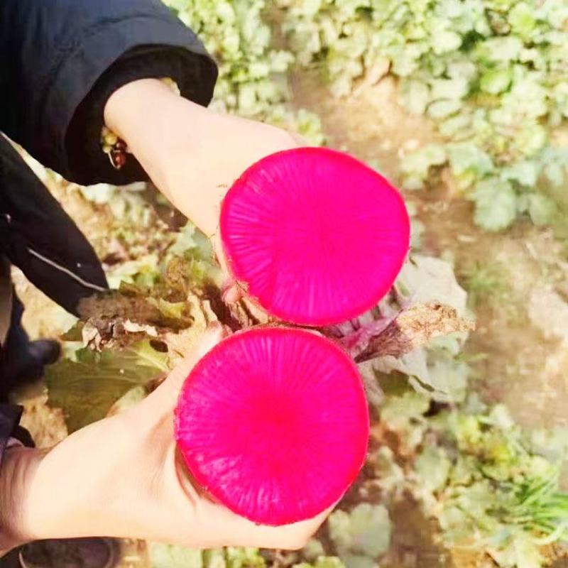 蜜本凤梨水果萝卜种子红皮红肉甜脆红萝卜种原装发货