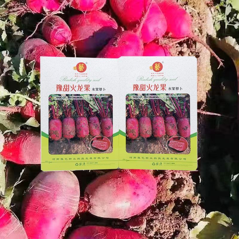 蜜本凤梨水果萝卜种子红皮红肉甜脆红萝卜种原装发货