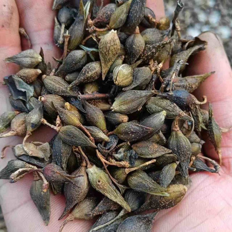 清翅连翘大量上市价格合理欢迎老板联系