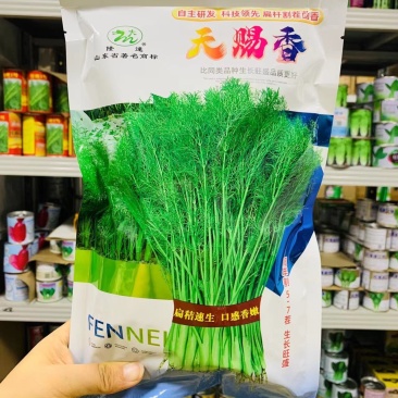 天赐香割茬茴香种子耐热耐寒扁杆茴香种子一年四季茴香籽种