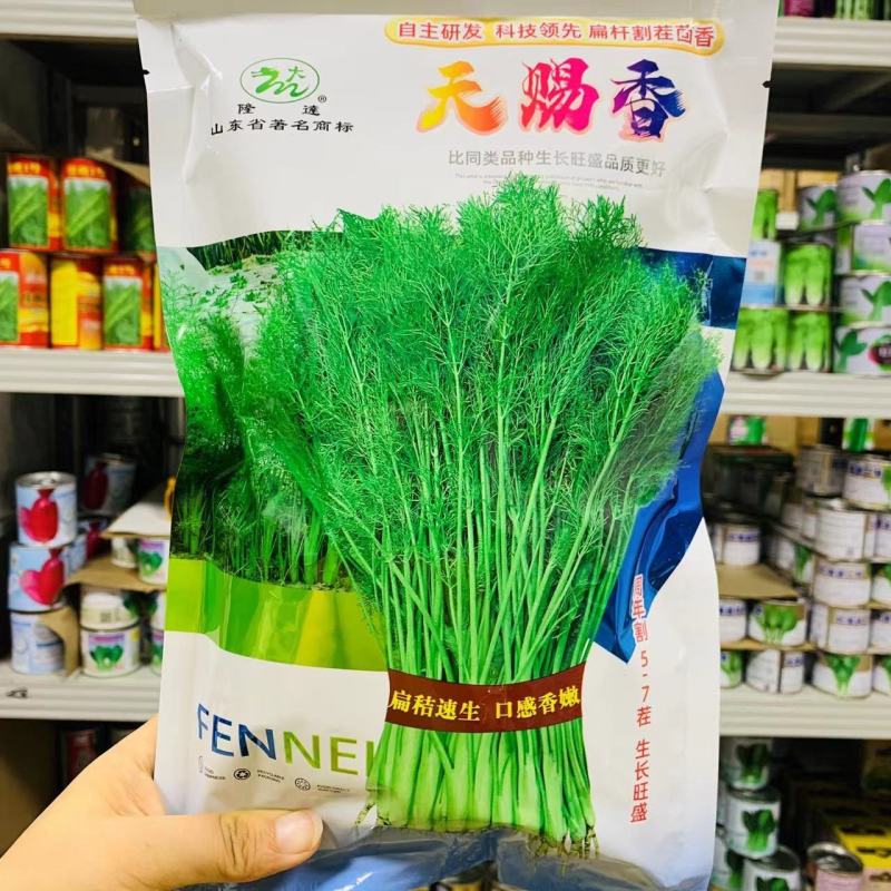 天赐香割茬茴香种子耐热耐寒扁杆茴香种子一年四季茴香籽种