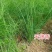 天赐香割茬茴香种子耐热耐寒扁杆茴香种子一年四季茴香籽种