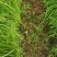 天赐香割茬茴香种子耐热耐寒扁杆茴香种子一年四季茴香籽种