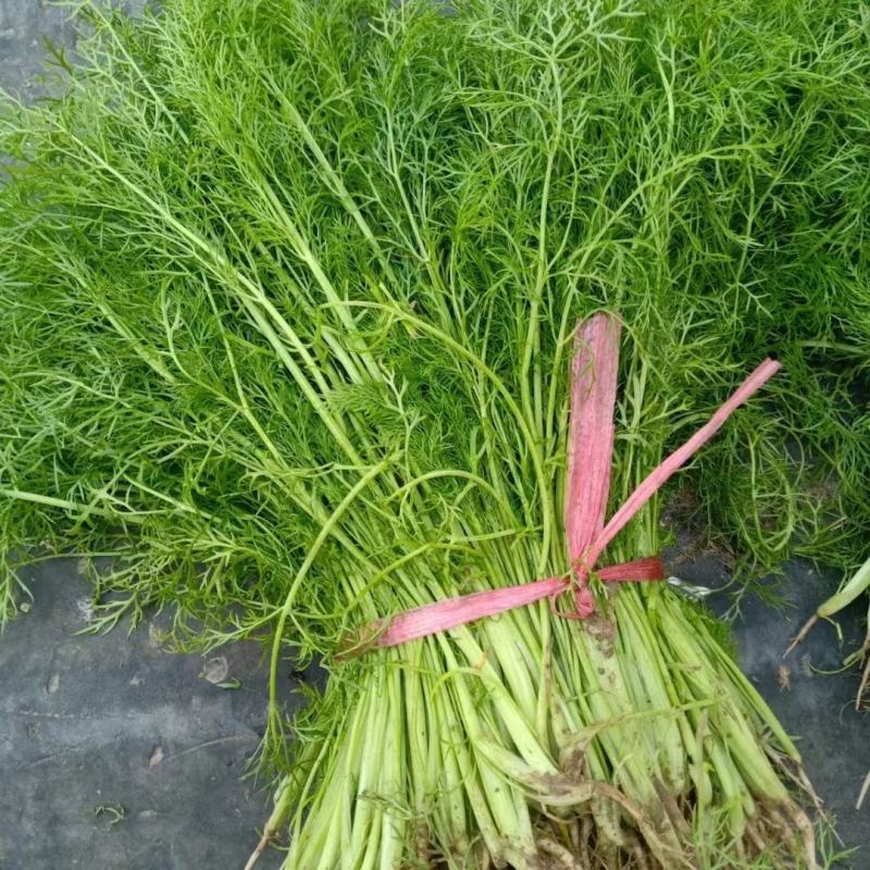 天赐香割茬茴香种子耐热耐寒扁杆茴香种子一年四季茴香籽种