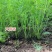 天赐香割茬茴香种子耐热耐寒扁杆茴香种子一年四季茴香籽种