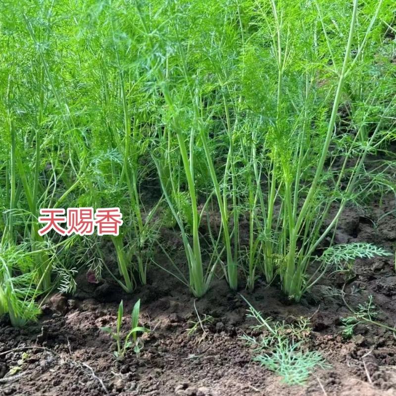 天赐香割茬茴香种子耐热耐寒扁杆茴香种子一年四季茴香籽种