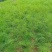 天赐香割茬茴香种子耐热耐寒扁杆茴香种子一年四季茴香籽种