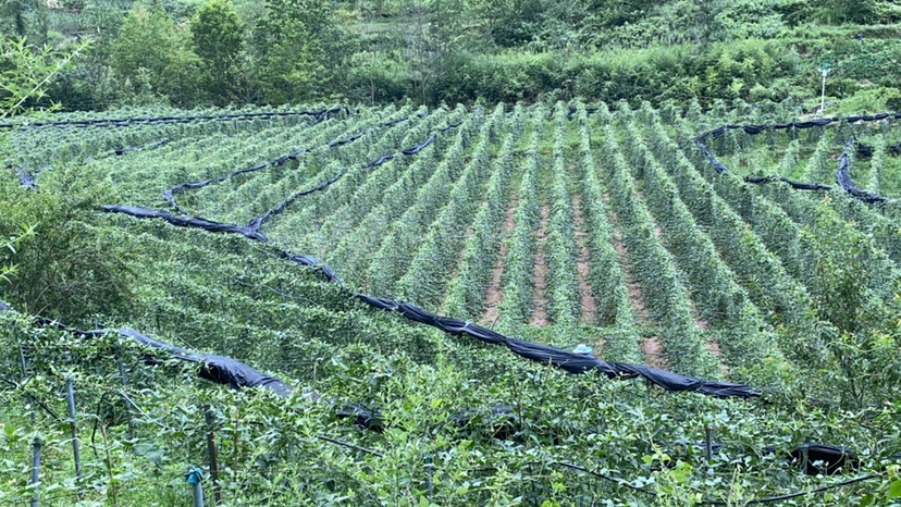 蚕豆田间生长情况