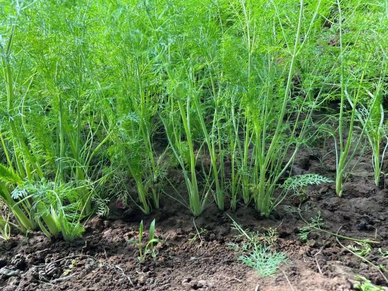 割茬茴香种子四季播种扁杆茴香种子耐寒耐热香味浓多次