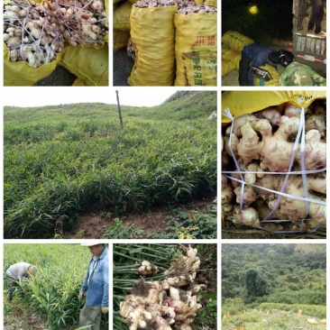 产地一手货源大肉姜、生姜嫩姜大量批发出售