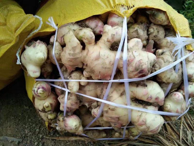 产地一手货源大肉姜、生姜嫩姜大量批发出售