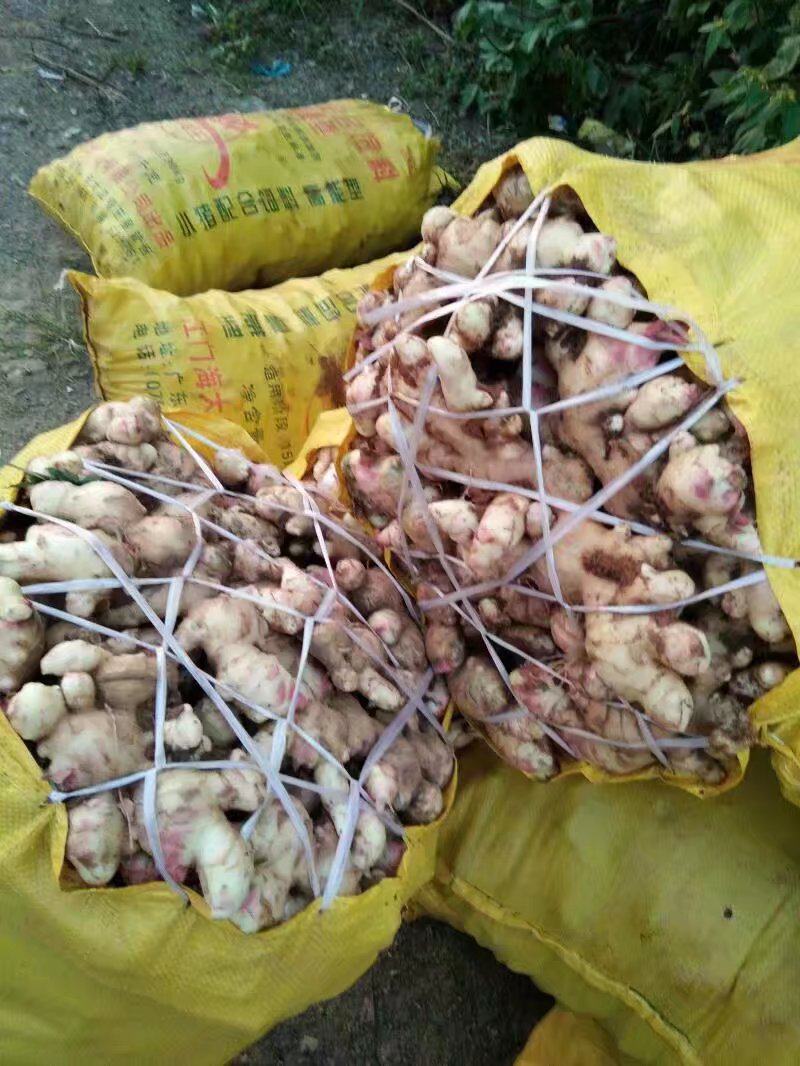 产地一手货源大肉姜、生姜嫩姜大量批发出售